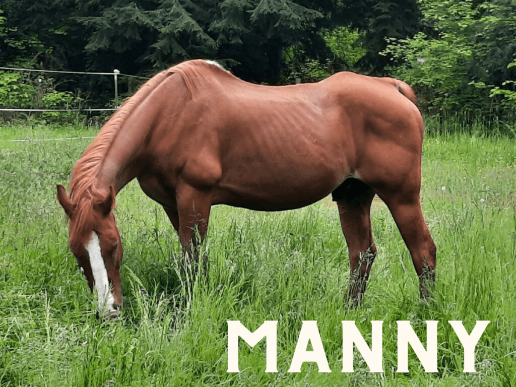 manny quarterhorse type gelding