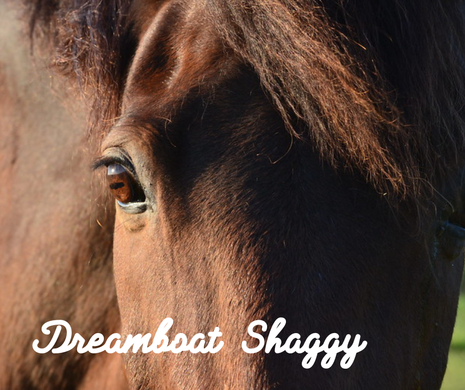 shaggy is a rideable quarter horse cross